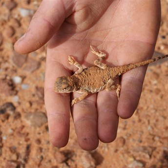 Pebble Dragon (?) - Oodnadatta Track 2011