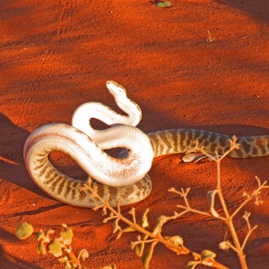 Stimsons Python (Antaresia Stimsoni) in defensive mode