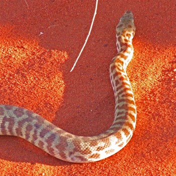 Stimsons Python (Antaresia Stimsoni)