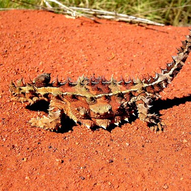 Thorny Devil (Moloch horridus) - Great Central Road 2006