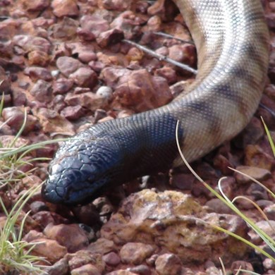 Black Headed Python - (Aspidites melanocephalus)