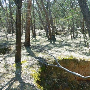 An old prospecting area in the heart of the goldfields