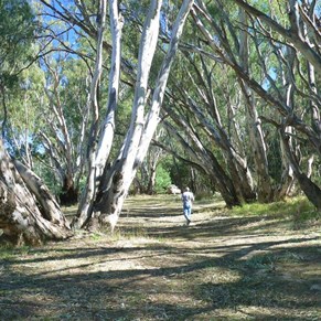 Mighty River Red Gums