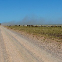 The cattle think they are going on a holiday