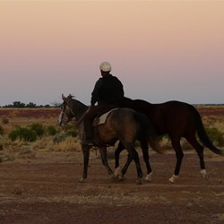 The horses were exercised in the early morning