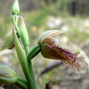 Beard Orchid
