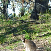 A kangaroo amid blackened trees