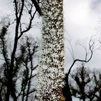 Grass tree in flower, full of nectar.