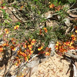 Yellow bacon-and-eggs pea - Dillwynnia?