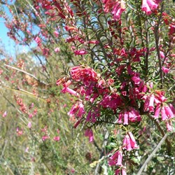 Epacris impressa or Victorian Common Heath