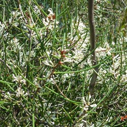 Beaked Hakea - Hakea rostrata