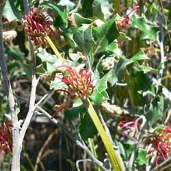 Holly Grevillea - Grevillea ilicifolia