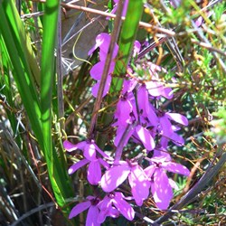 Tetratheca - black eyed susan