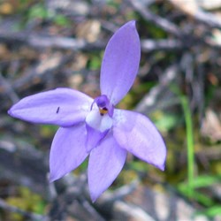 Wax-lip Orchid - Glossodia