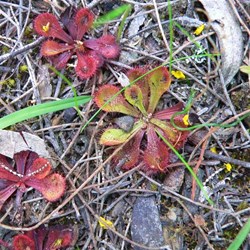 Drosera or sundew