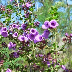 Prostantherea rotundifolia - mintbush