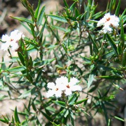 Leucopogon - old man's beard