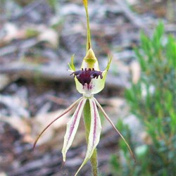 Spider orchid - Caladenia 