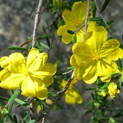 Hibbertia - Guinea-flower