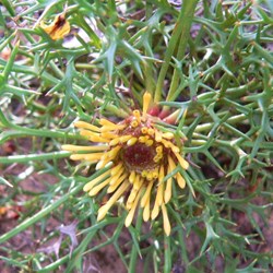 Isopogon - drumsticks