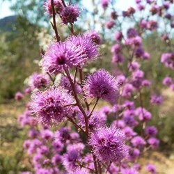 Kunzea parvifolia - violet kunzea