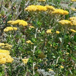 Helichrysum - grey everlasting daisy