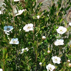 Leptospermum nitidum - Shiny ti-yree