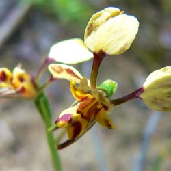 Diuris sp - Bee Orchid