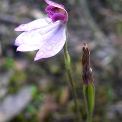 Caladenia sp - Pink ground orchid