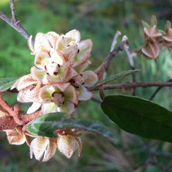 Lasiopetalum