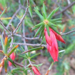 Astroloma conostephioides - flame heath