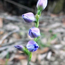 Thelymitra - Sun orchid