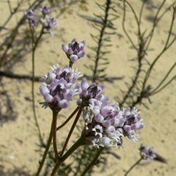 Conospermum - smoke bush