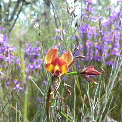 Diuris sp. - Donkey Orchid
