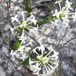 Pimelea - Rice Flower