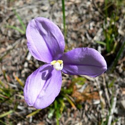 Patersonia glabra - native iris