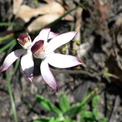 Caladenia sp - ground orchid