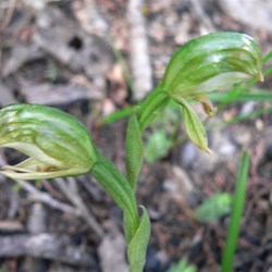 Pterostylis - Greenhood orchids