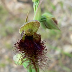 Calochilus sp - Beard orchid