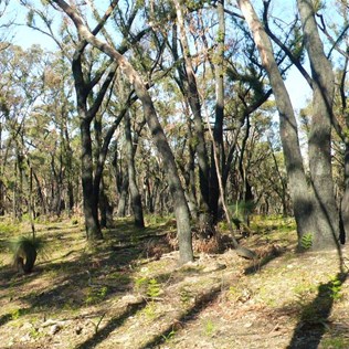 Regenerating forest 10 months after the fires