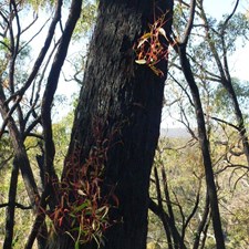 Epicormic buds bring a burnt gum tree back to life