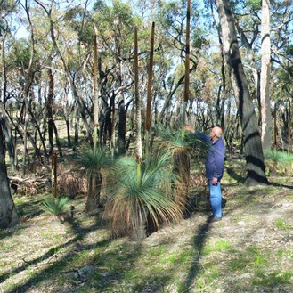 Fire has stimulated these grass trees to flower.