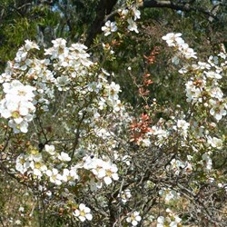Leptospermum or ti-tree