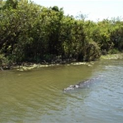 Huge crocodile swimming towards our boat