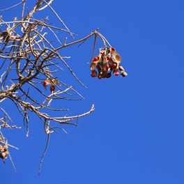 Seed Pods