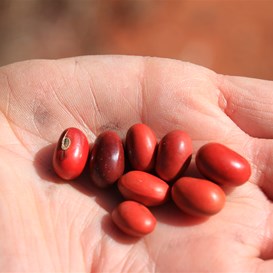 The distinctive red beans