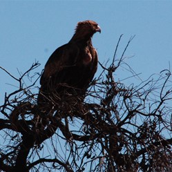 Wedgie waiting for the crowd to clear (about to feast on dead camel!)