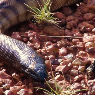 The distictive black head