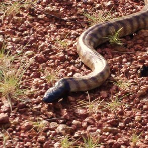 Distinctive black head and striping on the body