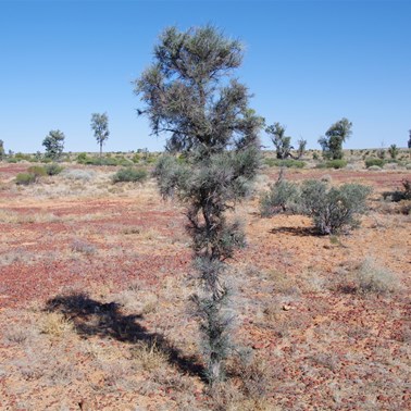 This young juvenile still has a long way to go